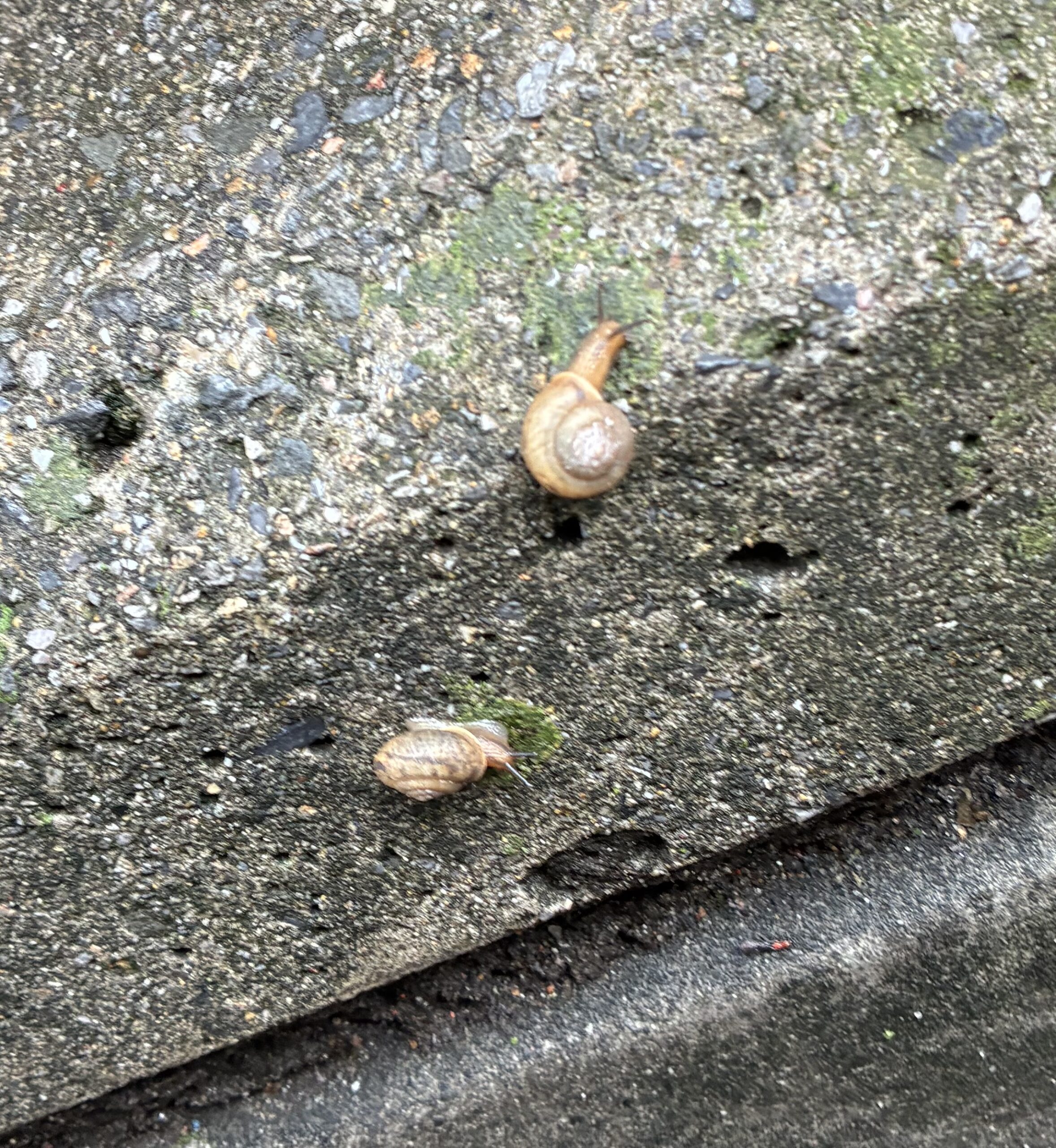 かたつむり かたつむり見つけたよ🐌☔ | ブログ | サンフラワー